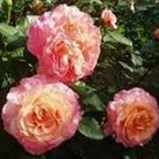 Роза чайногибридная Августа Луиза фото