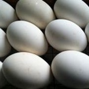 Гусиное инкубационное яйцо фото