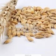 Пшеница фуражная 3 класс фотография