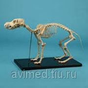 Модель скелета собаки фото