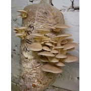 Выращивание грибов фотография