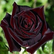Роза чайно-гибридная Блэк Баккара