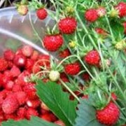 Продам ягоды оптом свежие и замороженные: брусника, ежевика, вишня, черника, клюква, рябина, смородина. Грибы: белые, лисички, подосиновики, польский фото