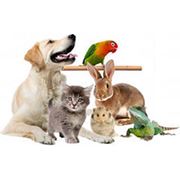 Полное клиническое обследование домашних и экзотических животных фотография