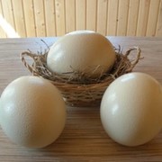 Яйца страусиные