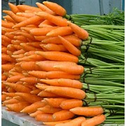 Морковь свежая