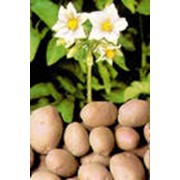 Семяна картофеля отечественных и немецких сортов фотография