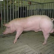 Свиньи мясных пород фотография