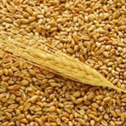 Пшеница товарная продажа, опт Украина фото