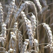 Культуры кормовые зерновые, выращивание и продажа фото