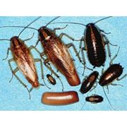 Услуги по уничтожению тараканов