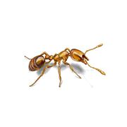 Уничтожение муравьев борьба с муравьями