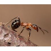 Услуги по уничтожению муравьев фотография