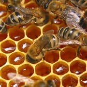 Реализуем пчелосемьи фото