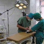 Все виды ветеринарных хирургических операций фото