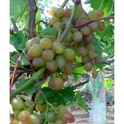 Черенки винограда очень ранних сортов. Багровый 1-13-34 фотография