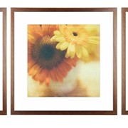 Коллекция постеров "Sunflowers"