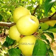 Яблоки Голден Делишес фотография