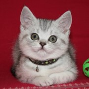 Британские котята серебристых окрасов фотография