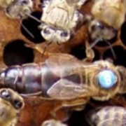 Пчеломатка плодная :Бакфаст В158 - SOL фото