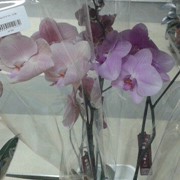 Орхидея фаленопсис фотография