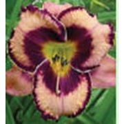 Лилейник крупноцветковый - Авесом Блоссом фотография