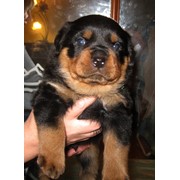 Щенки ротвейлера фото