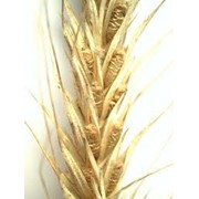Пшеница в Молдове фотография
