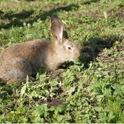 Мясопродукты, Тернопольская область, Мясо, кролики, мясо кролика фото