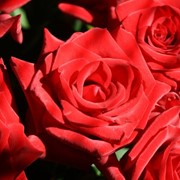 Букеты красных роз фото