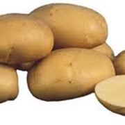 Картофель сорта Сантэ фото