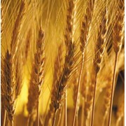 Выращивание зерновых, пшеница, рожь