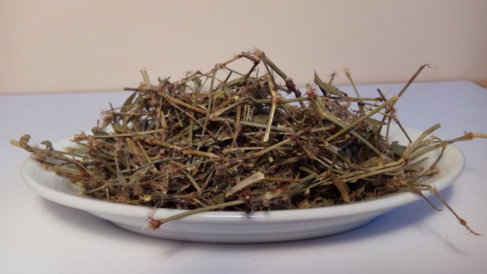 Вегетарианец картинки. Не увидела трава. Не кошенная трава. Трава горца птичьего спорыша сырье ъ. Полынь горькая (artemisia absinthium).