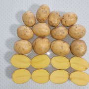 Картофель семенной - Гала Элита фото