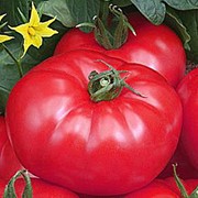 Семена томатов Турмалин фотография