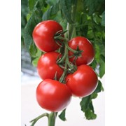 Семена томатов F1 Верлиока фотография