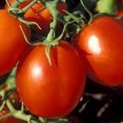 Томаты, помидоры тепличные фото