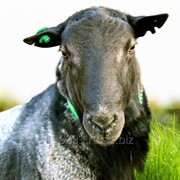 Племенные овцы и бараны романовской породы