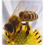 Мед пчелиный фото