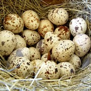 Яйца перепелиные | купить яйца перепелов | купить яйца перепелиные |перепелиное яйцо купить оптом | куплю перепелиные яйца | Львов | Украина фото