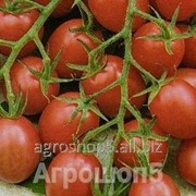 Семена черри-томата Черри Рио F1
