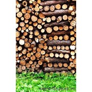 Дрова дубовые, колотые, 25 см, 50 см фото