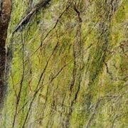 Мрамор серо-зеленый с прожилками фото