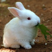Комбикорм для кролика фотография