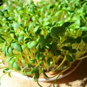 Семена Евро Кресс-салат Обыкновенный фотография