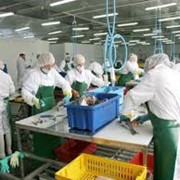 Переработка рыбной продукции фото