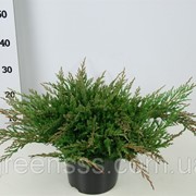 Можжевельник горизонтальный Prince of Walles -- Juniperus horizontalis Prince of Walles фотография