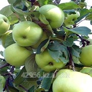 Саженцы яблонь Сладкое светло-зеленое бирка С-2 фото