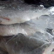 Кижуч Чили фото