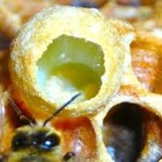 Молочко пчелиное маточное фото